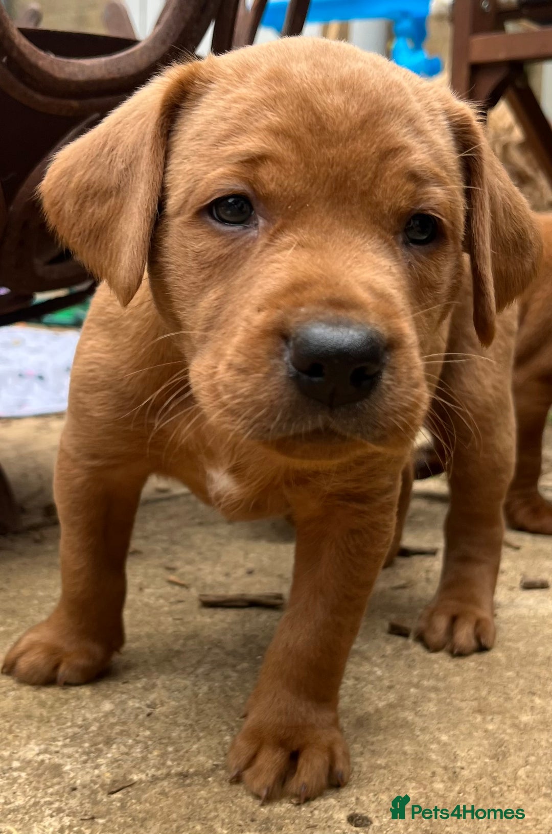 Labrador Retriever dogs for sale: Fox red labrador puppies - Image 20