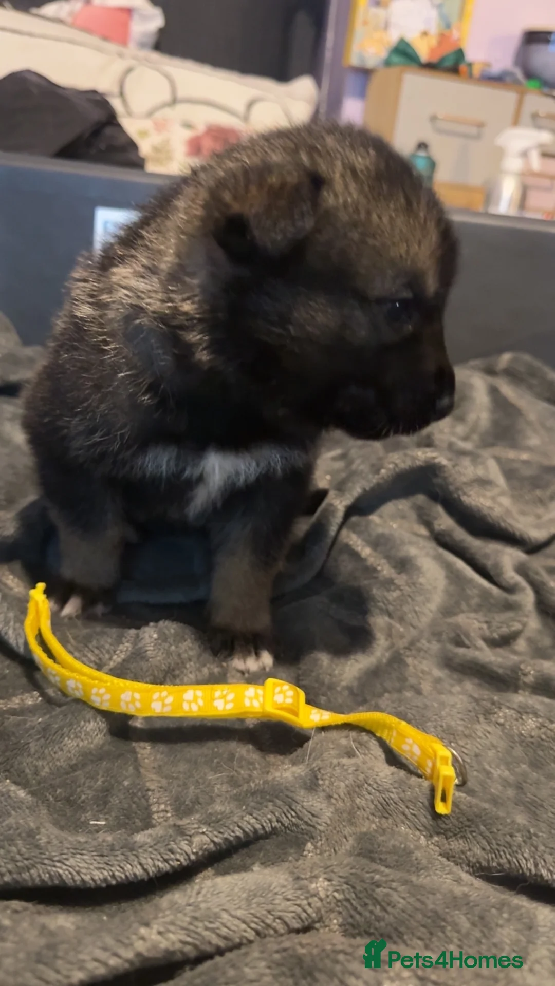 Shepsky dogs for sale: Husky cross German shepherd puppies - Advert 6