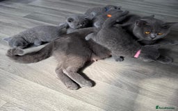 British Shorthair cats for sale: Beautiful Blue British shorthair kittens for sale - Image 22