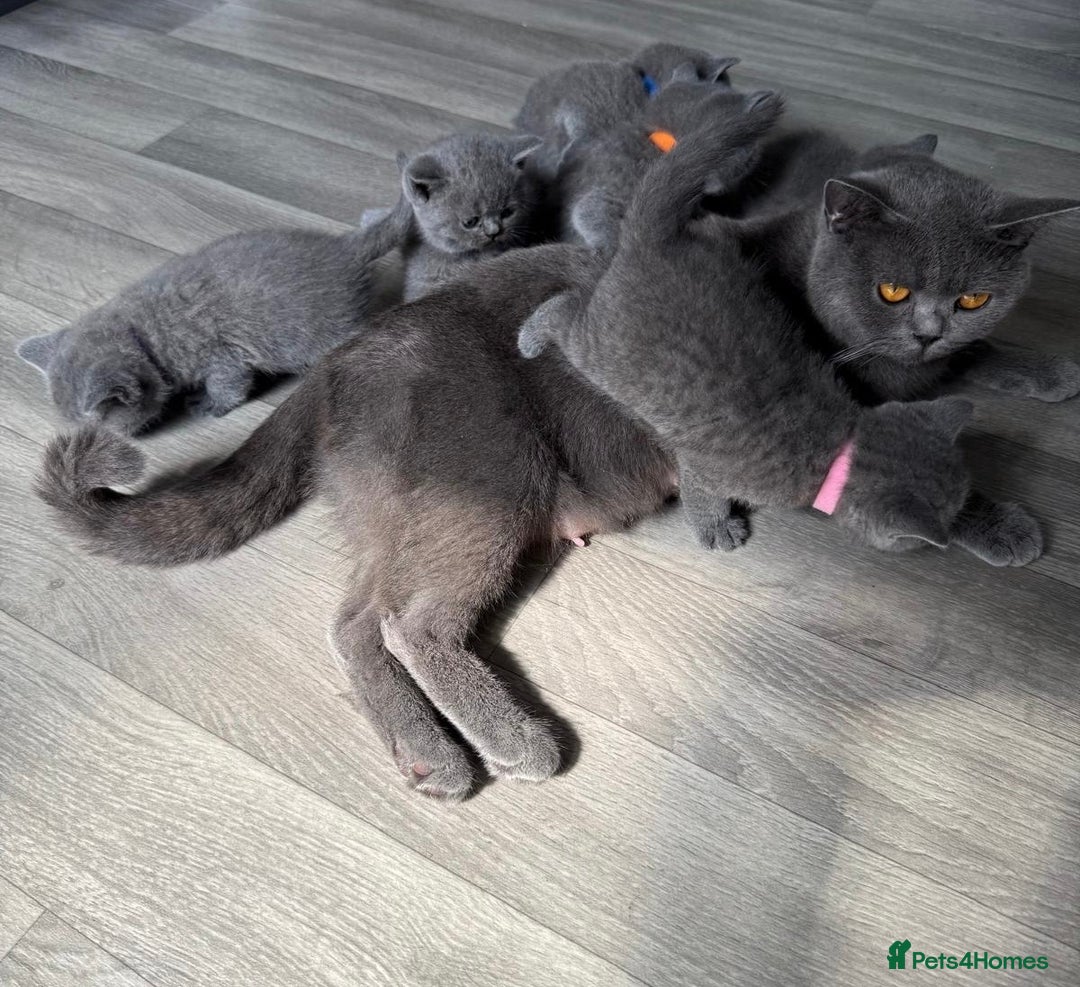British Shorthair cats for sale: Beautiful Blue British shorthair kittens for sale - Image 22