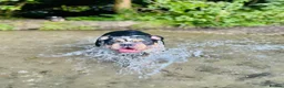 Olde English Bulldogge dogs for sale: 2 female olde English bulldogs in London - Advert 10