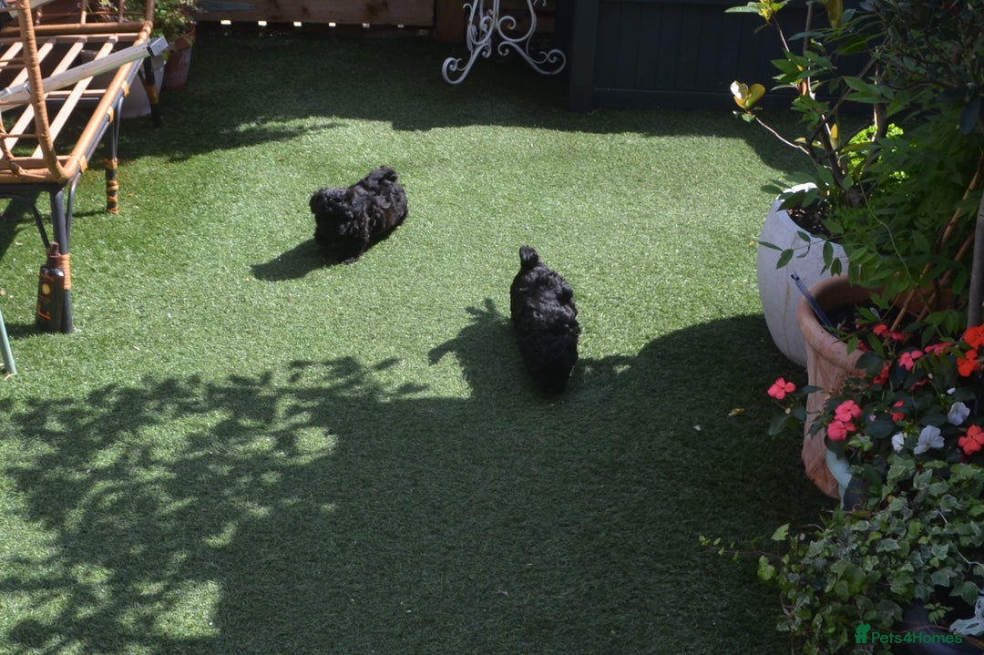 Shihpoo dogs for sale: rare black shipoos - Image 12