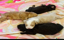 Shihpoo dogs for sale: 4 Beautiful Toy poodle x Shihpoos - Image 13