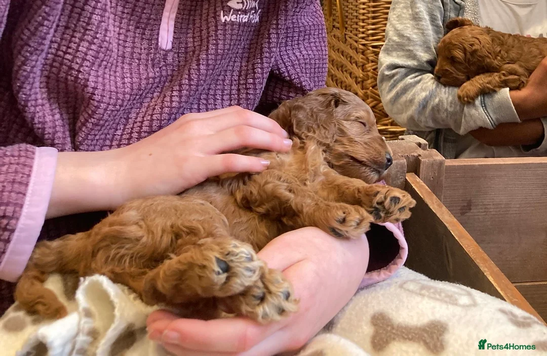Cockapoo dogs for sale: 4th generation Cockapoo puppies - Advert 2