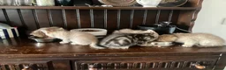 Scottish Fold cats for sale: Scottish fold and straight kittens - Advert 9