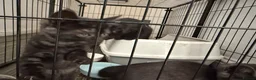 British Shorthair cats for sale: 2 girl 1 boy British shorthair cross in Norwich - Advert 9