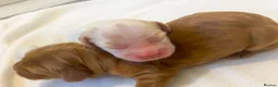 Cocker Spaniel dogs for sale: Show Type Cocker Spaniels HEALTH TESTED Parents - Advert 7