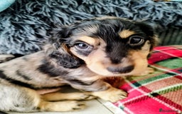 Dachshund dogs for sale: MINIATURE DACHSHUND! - Image 6