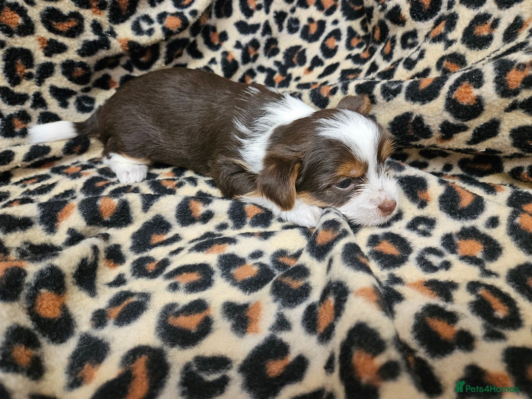 Yorkshire Terrier dogs for sale: 🤎 DNA tested parents 🤎 1 girl, 1 boy - Advert 12