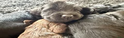 Cocker Spaniel dogs for sale: KC registered pedigree cocker spaniels - Advert 34