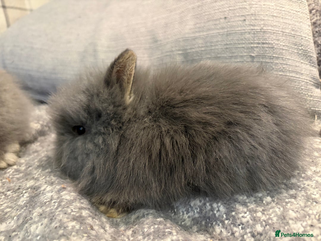 Lionhead rabbits for sale: Double maned lion head bunnies for sale  - Image 9