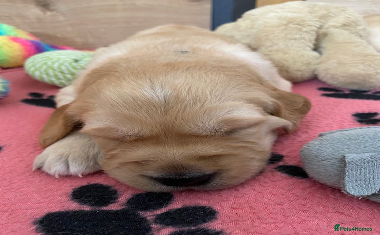 Golden Retriever dogs - Advert 10