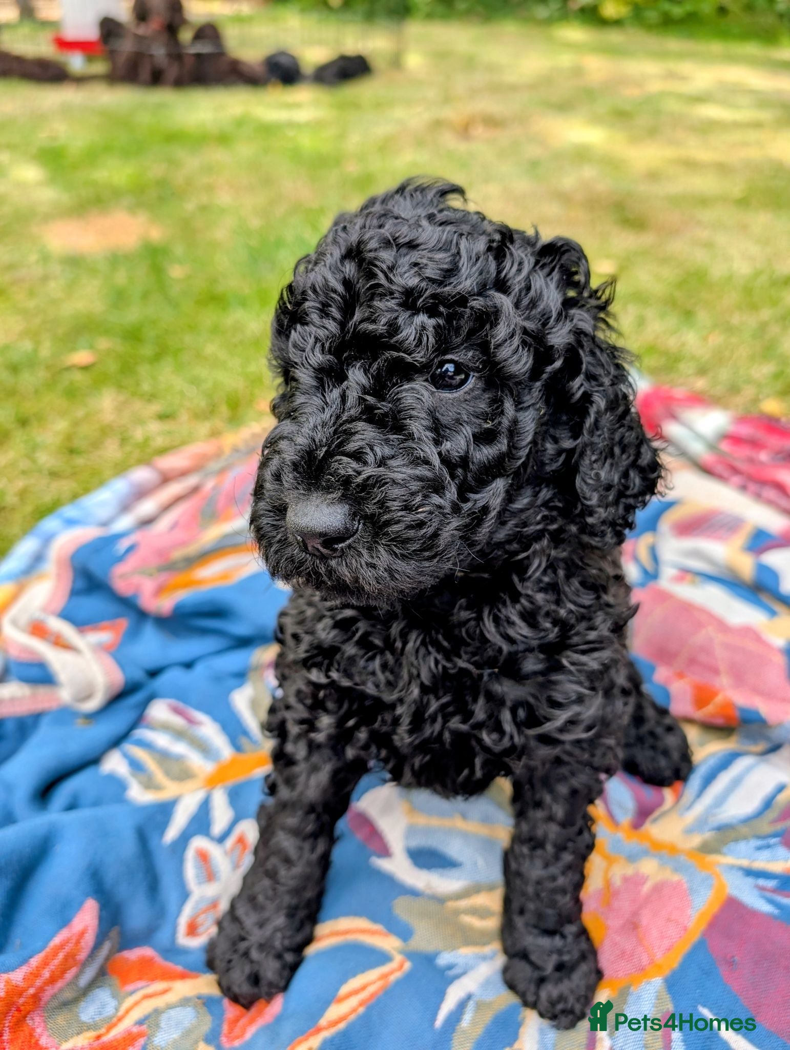 Standard Poodle dogs Exceptional RKC Registered Standard Poodle Puppies - Advert 1