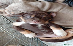 Old Tyme Bulldog dogs for sale: Old tyme bulldogs puppies ready for new homes - Image 8