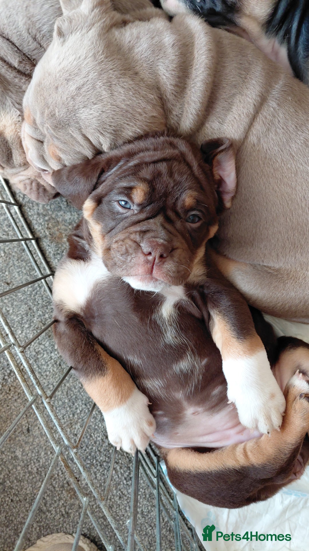 Old Tyme Bulldog dogs for sale: Old tyme bulldogs puppies ready for new homes - Image 8