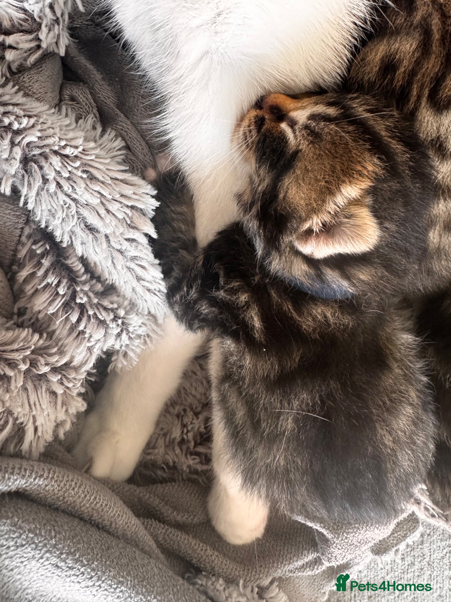Mixed Breed cats 1 lovely, beautiful boy kitten for sale🩵 - Advert 2