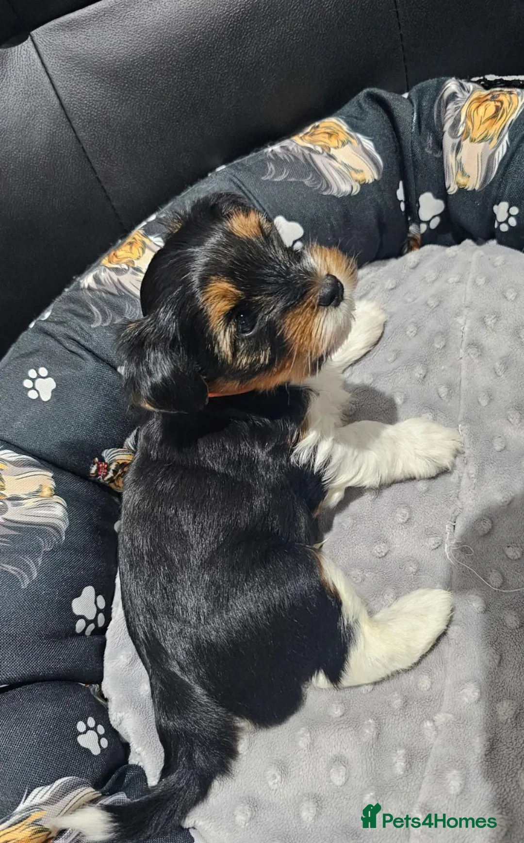 Yorkshire Terrier dogs for sale: Beautiful Black & Tan Boys & Girls Yorkshire pups in North Shields - Advert 2