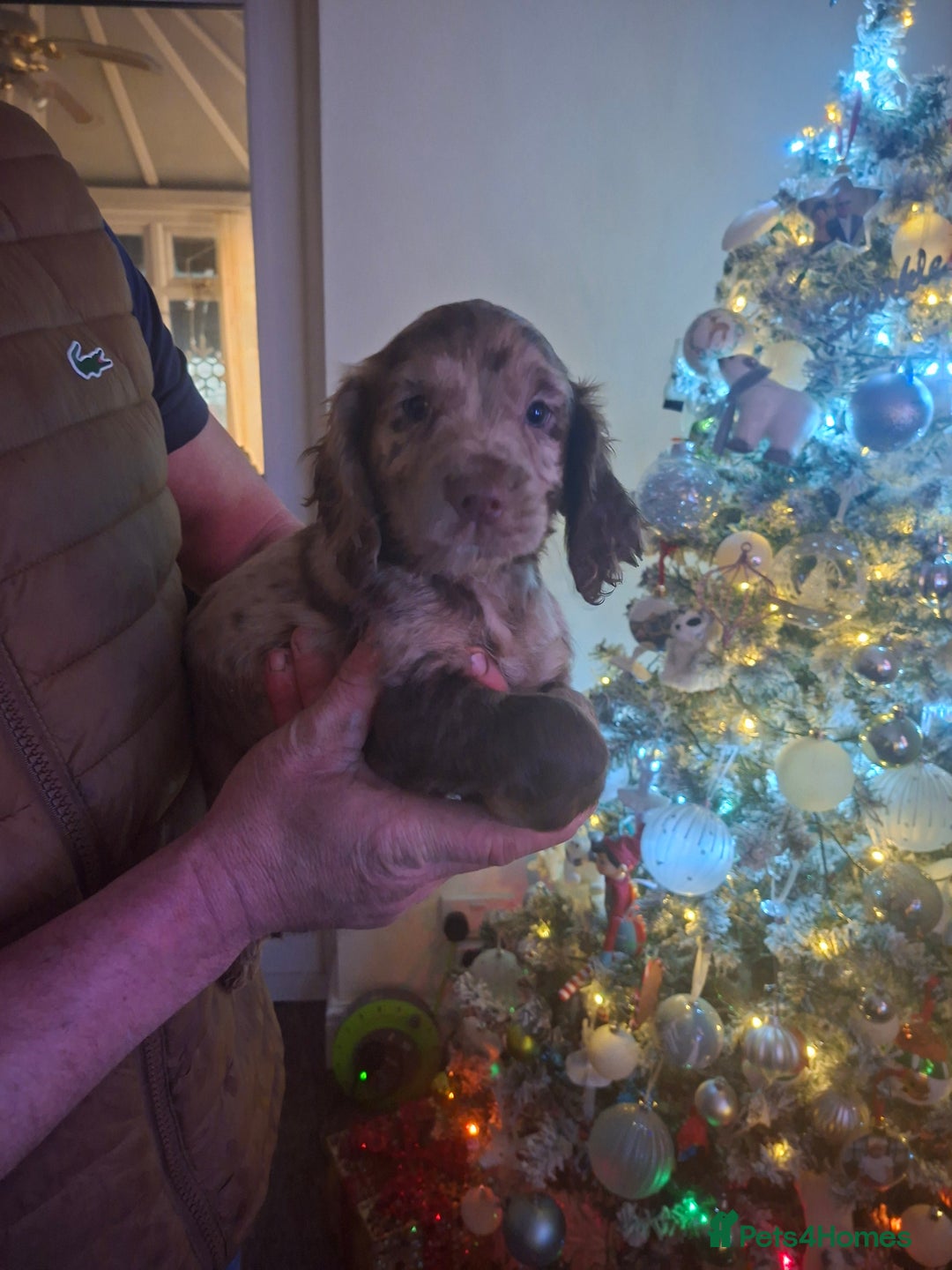 Cocker Spaniel dogs for sale: Cocker spaniel puppies  - Advert 10