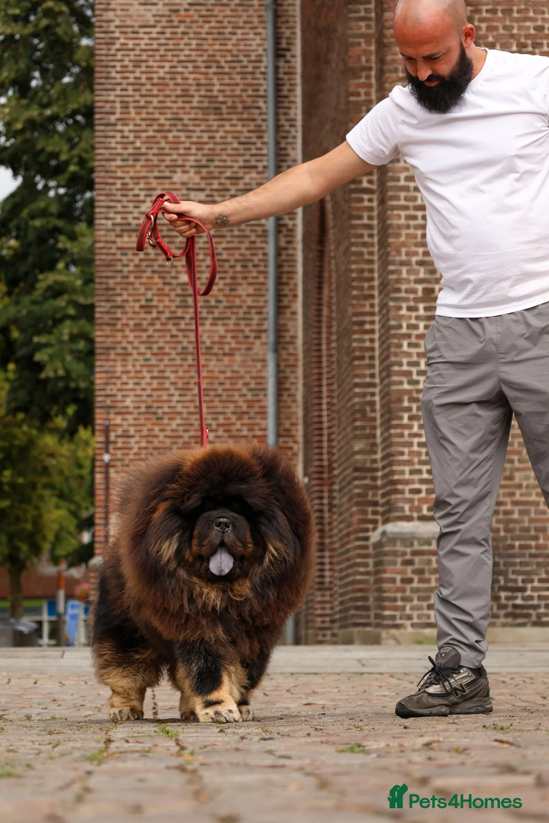 Chow Chow dogs for stud: MR TYSON 🇨🇳 AVAILABLE IN 🇬🇧  - Advert 2