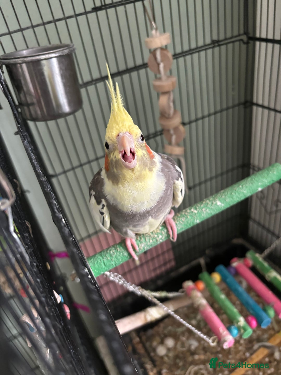 Cockatiels birds for sale: Beautiful cockatiel boy and girl pair - Advert 4
