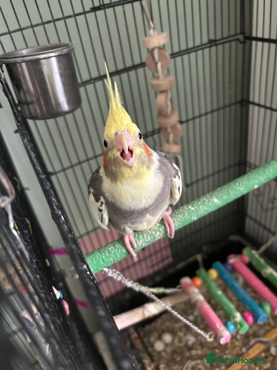 Cockatiels birds for sale: Beautiful cockatiel boy and girl pair - Advert 4