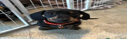 Miniature Dachshund dogs for sale: Mini dachshund  - Advert 2