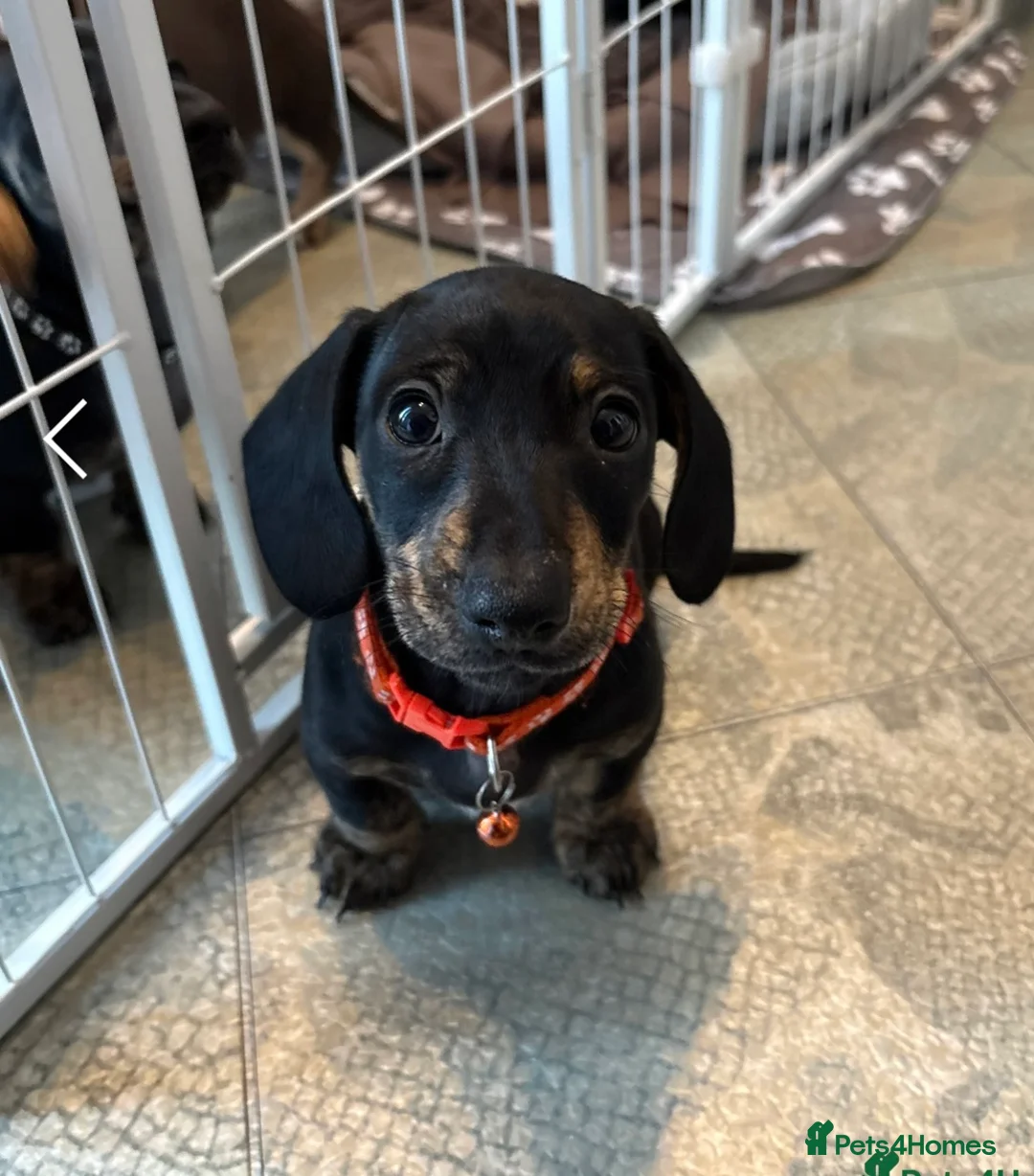 Miniature Dachshund dogs for sale: Mini dachshund  - Advert 2