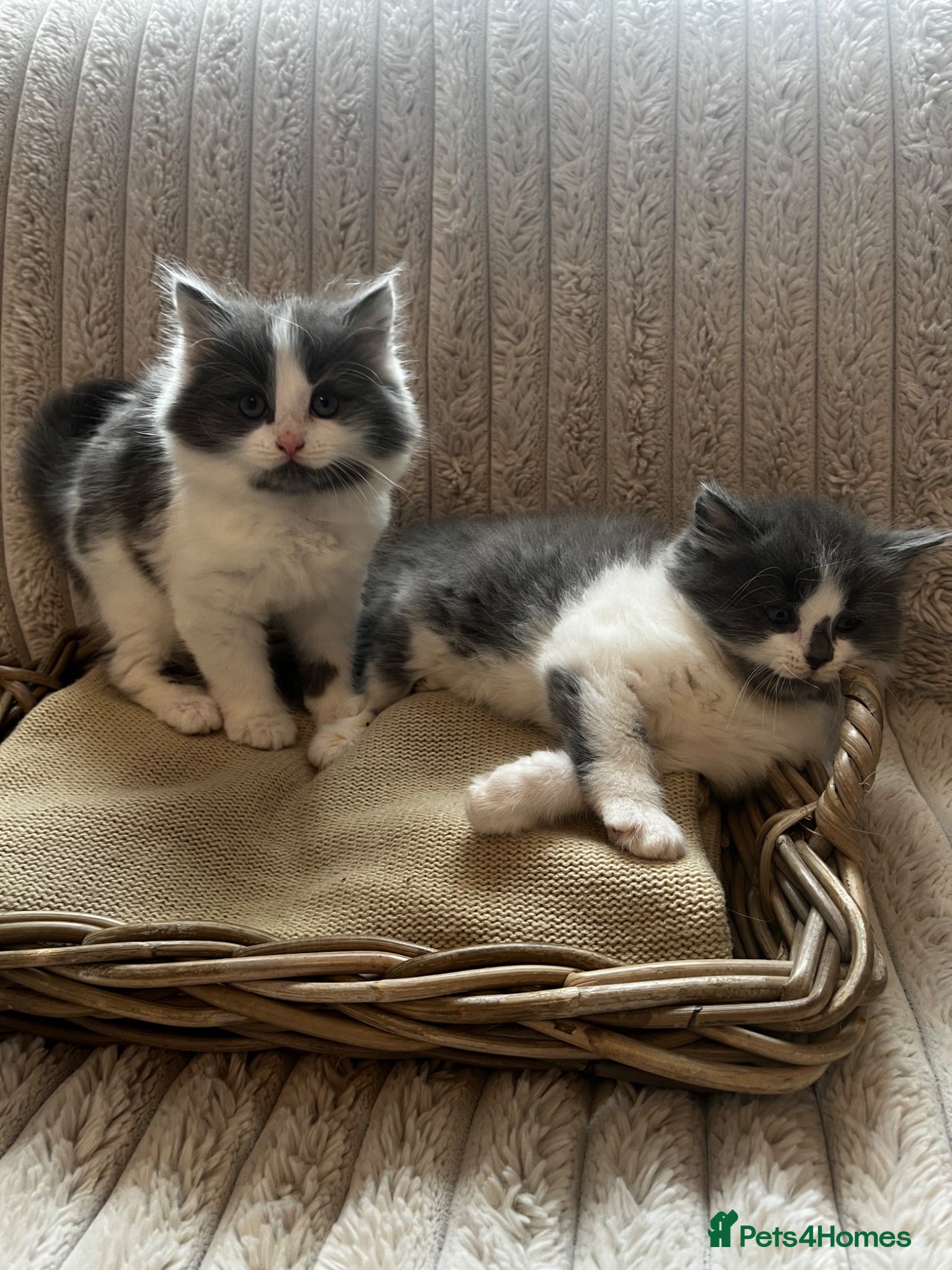 Mixed Breed cats Adorable chunky fluffy kittens - Advert 7