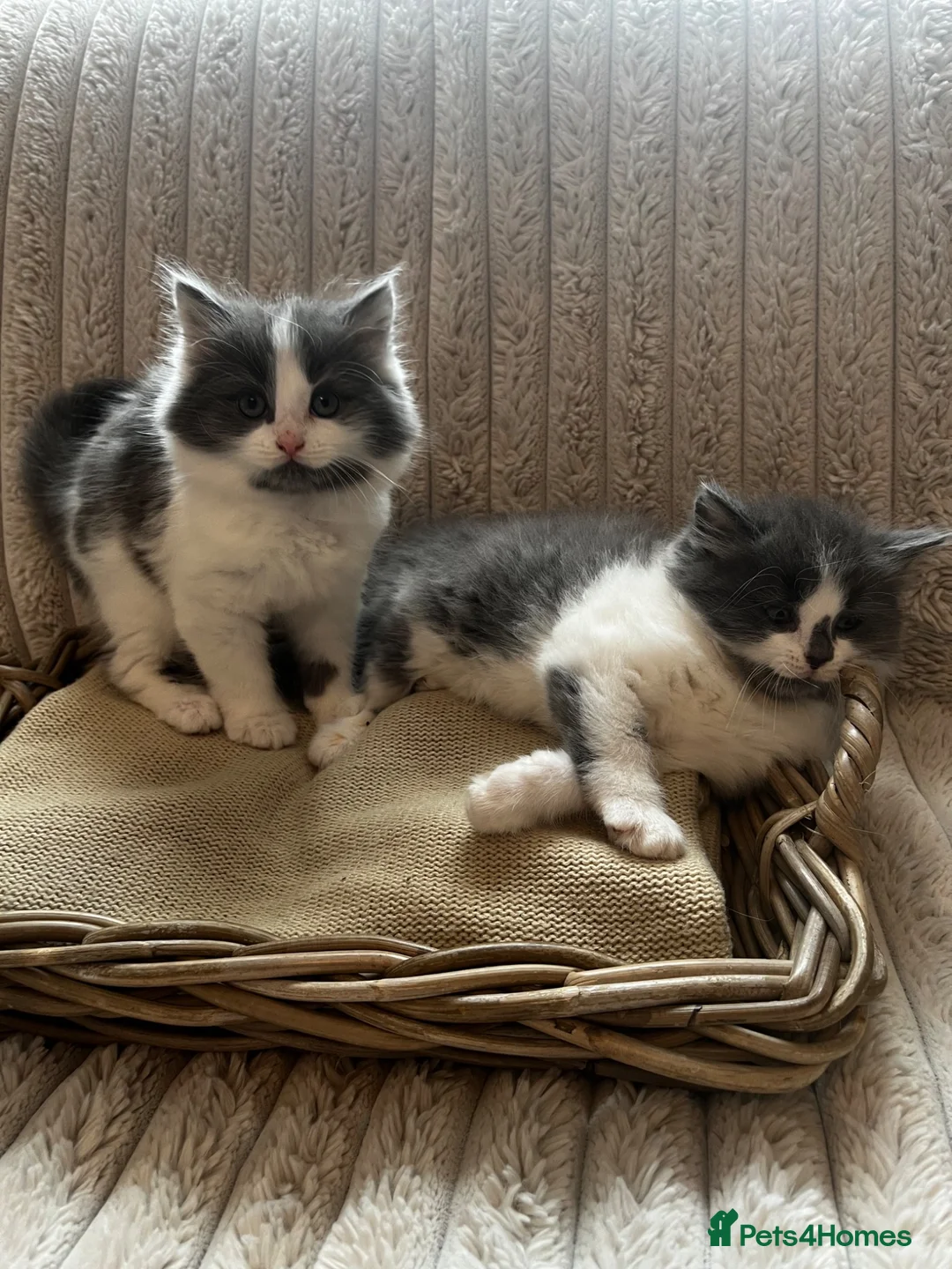 Mixed Breed cats for sale: Adorable chunky fluffy kittens - Advert 1