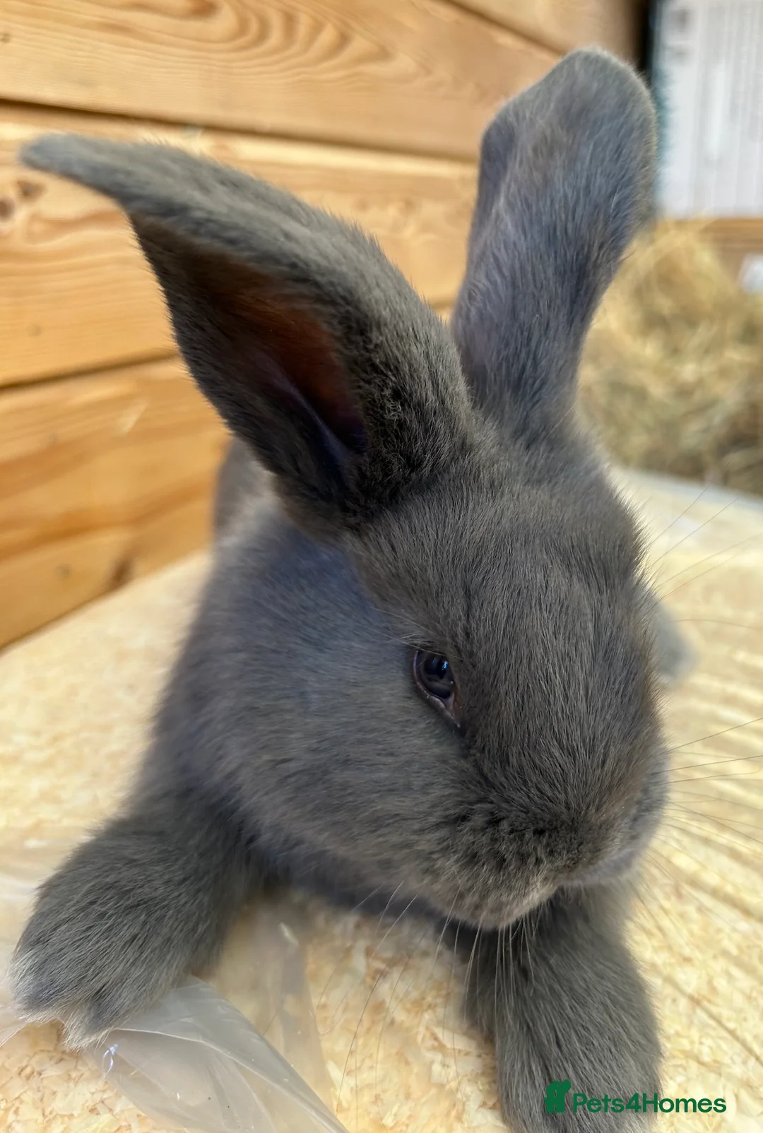 Continental Giant rabbits for sale: WE HAVE THE WORLDS BIGGEST BUNNIES  - Advert 2