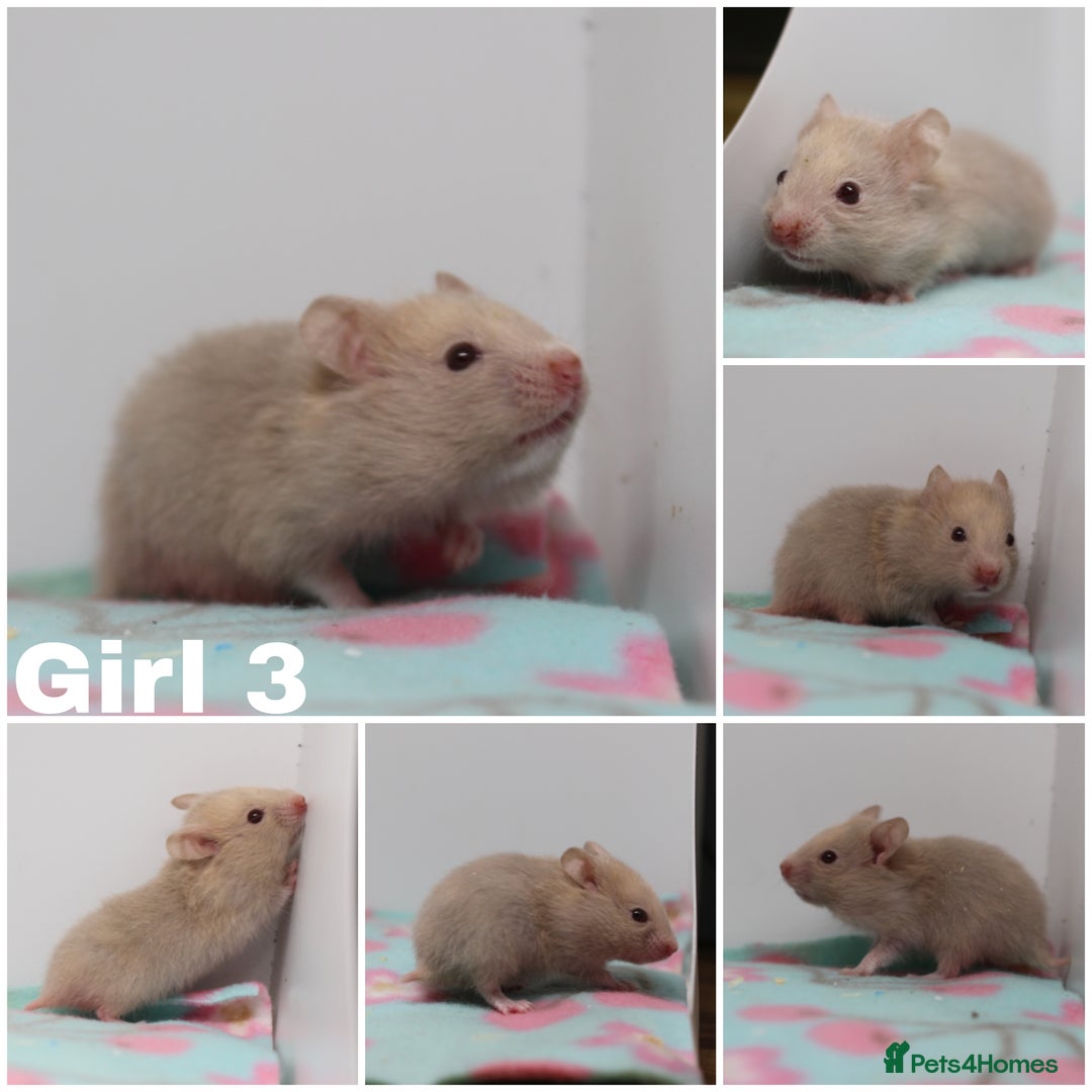 Hamster rodents for sale: Beautiful Male & Female Syrain Hamsters  - Advert 2