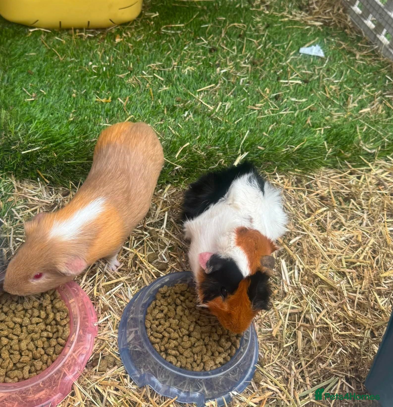 Guinea Pig rodents Male guenia pigs - Advert 21