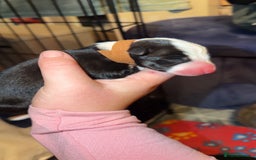 Border Collie dogs for sale: Border collie pups - Image 9