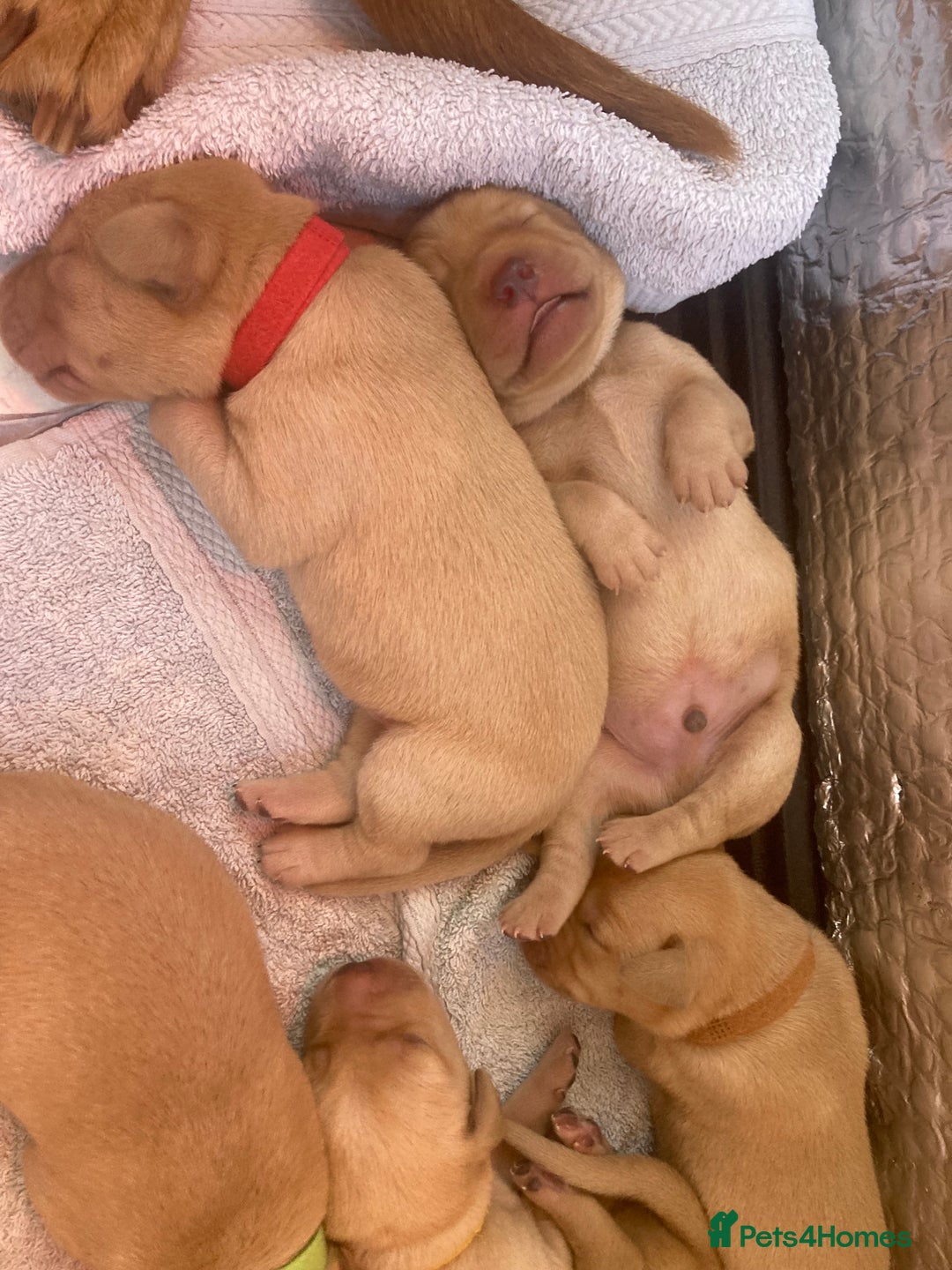 Labrador Retriever dogs for sale: KC registered Fox Red Labrador pup (last girl)🐾 in Saltcoats - Image 18
