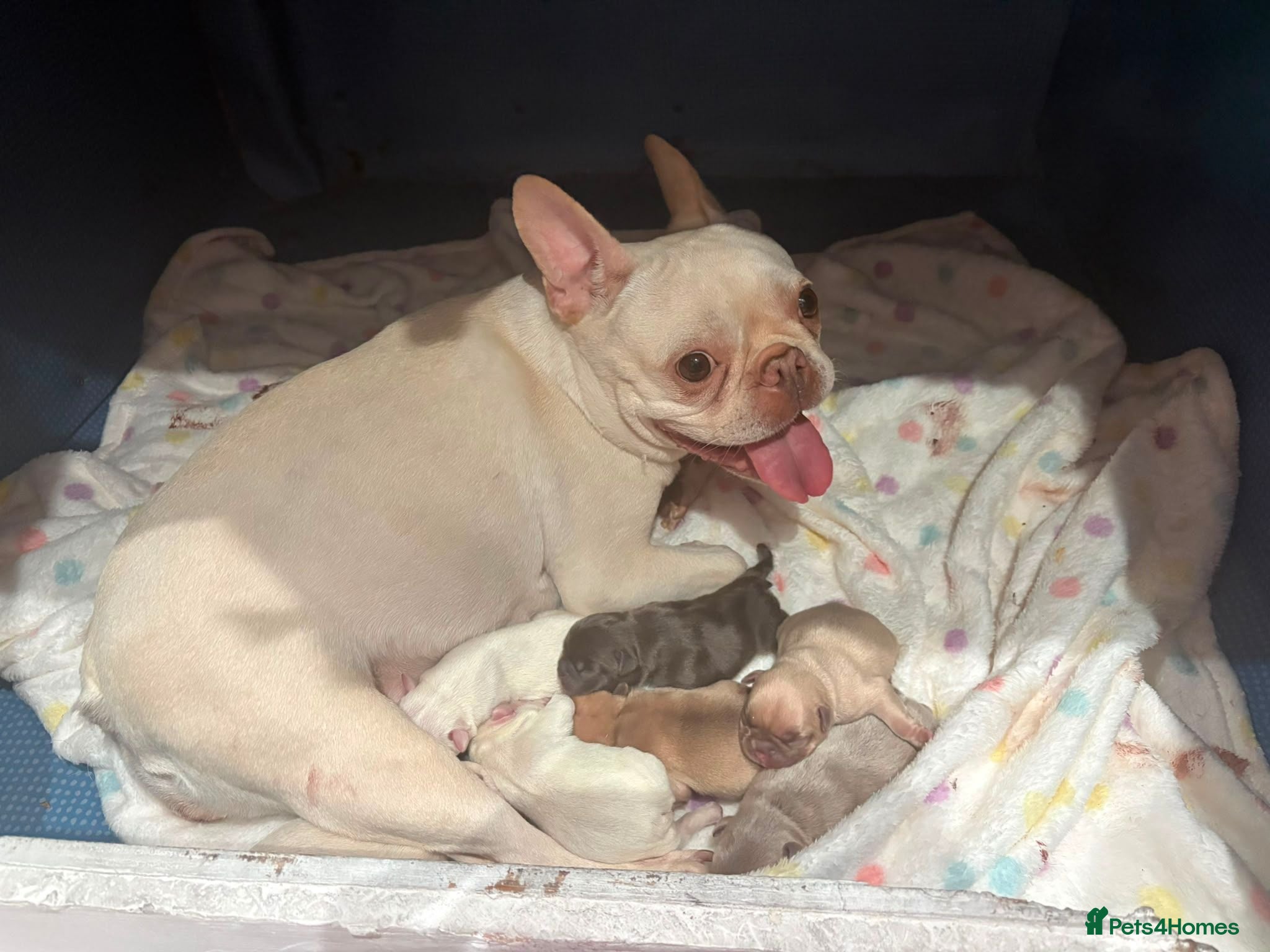 French Bulldog dogs French bulldog puppies  - Advert 11