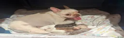 French Bulldog dogs for sale: French bulldog puppies  - Advert 1