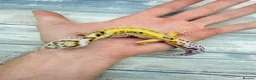 Leopard Gecko reptiles for sale: Reptile rack and breeding groups available  - Advert 9