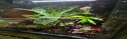 Frog reptiles for sale: Bioactive Dart Frog Vivarium 45cmPlanted/Automated - Advert 7
