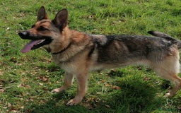 German Shepherd dogs for sale: German Shepherd Puppies - Advert 14