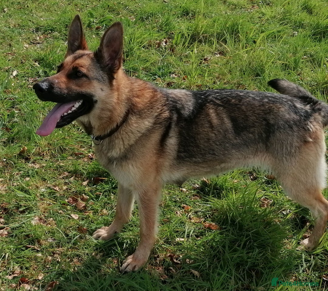 German Shepherd dogs for sale: German Shepherd Puppies - Advert 14