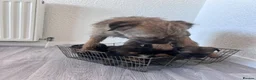 Border Terrier dogs for sale: Kc registered border terrier puppy’s  in Ashford - Advert 3