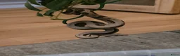 Boa Snake reptiles for sale: 2 baby boas - Advert 5