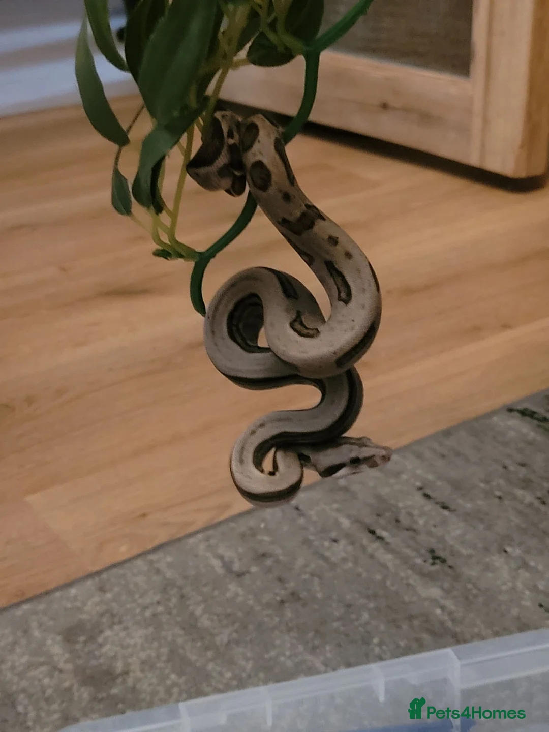 Boa Snake reptiles for sale: 2 baby boas - Advert 5