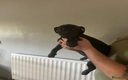Mixed Breed dogs for sale: Presa Canario x Cane Corso  - Image 7