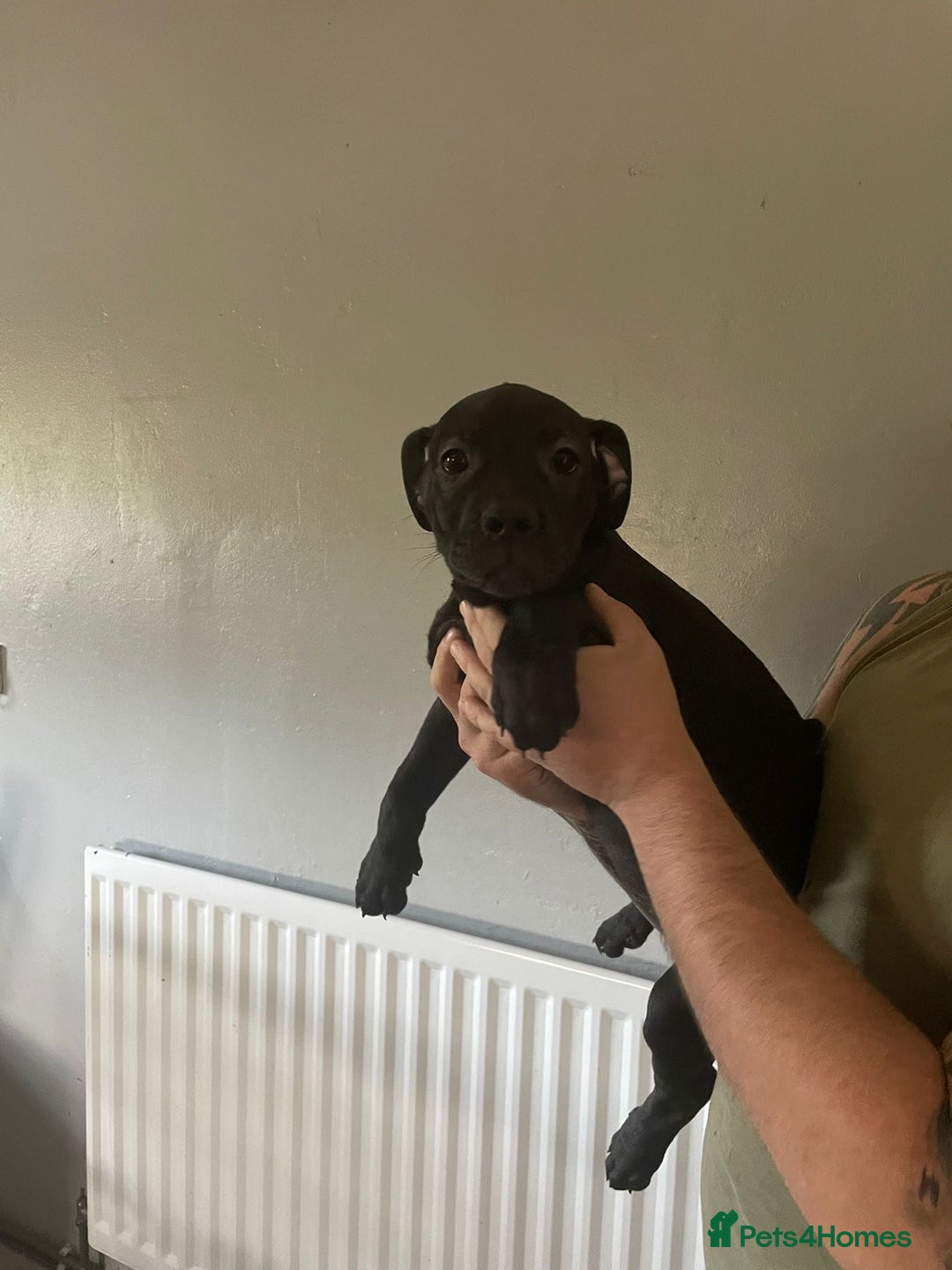 Mixed Breed dogs for sale: Presa Canario x Cane Corso  - Image 7