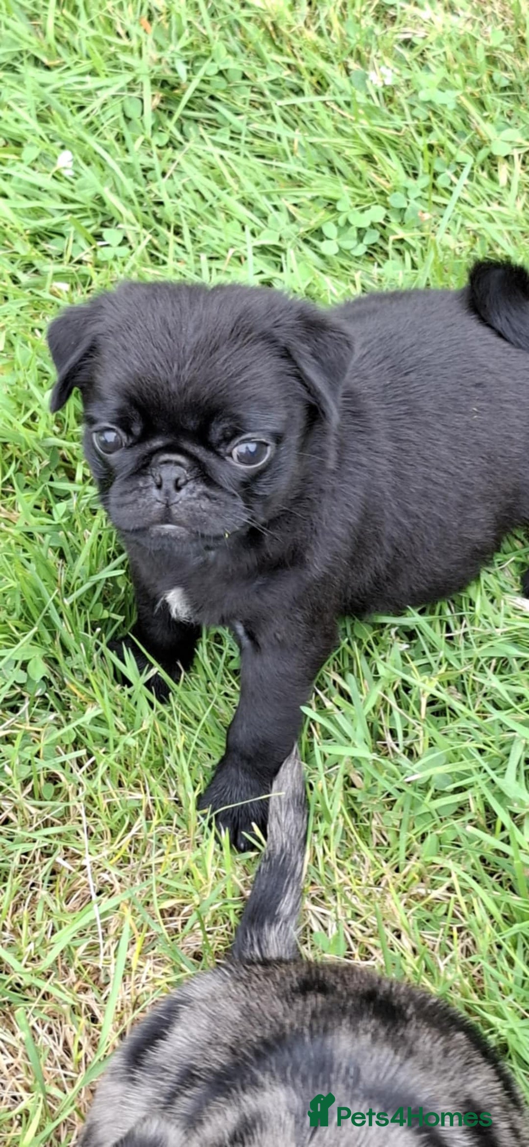 Pug dogs for sale: Pug puppies-Merle, panda and koi - Image 20