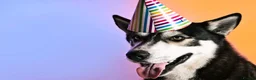 Siberian Husky dogs for stud: Husky Stud  - Advert 2