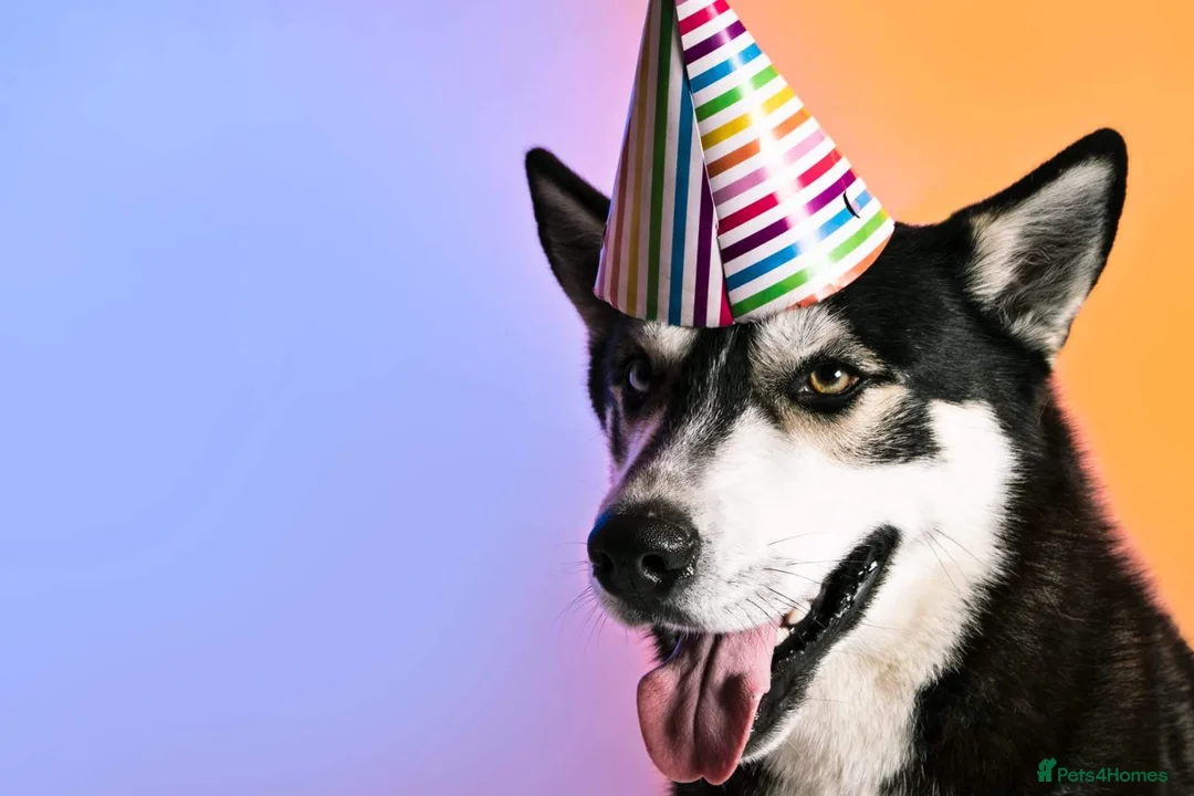 Siberian Husky dogs for stud: Husky Stud  - Advert 2