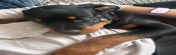 Rottweiler dogs for sale: Rottweiler pup for rehome - Advert 12
