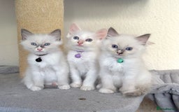 Ragdoll cats for sale: Gentle, Affectionate, Cuddly, Playful Kittens - Image 15